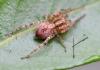 Anyphaena accentuata